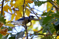 Geai bleu - Blue Jay - Cyanocitta cristata, Île Saint-Bernard, Chateauguay, Qc