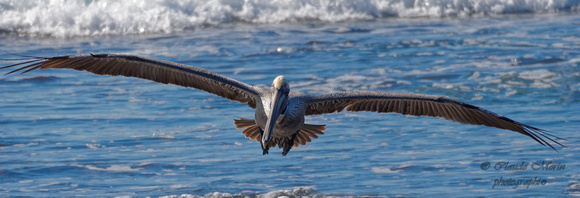Pélican brun - Brown Pelican - Pelecanus occidentalis, Coast blvd Park, La Jolla, CA