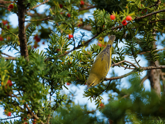 Paruline obscure - Tennessee Warbler - Oreothlypis peregrina, Cimetière Mont-Royal, Montréal, Qc