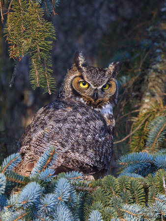 Grand-duc d'Amérique - Great Horned Owl - Bubo virginianus, Cimetière Mont-Royal, Montréal, Qc