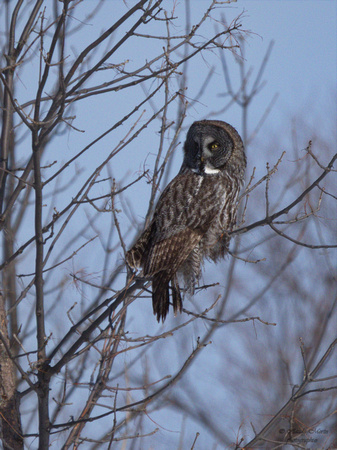 Chouette lapone - Great Gray Owl - Strix nebulosa, Île Saint-Bernard, Chateauguay, Qc