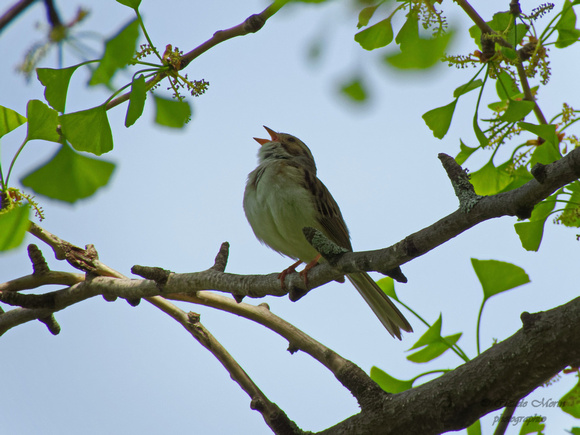 Bruant des plaines - Clay-colored Sparrow - Spizella pallida, Cimetière Mont-Royal, Montréal, Qc