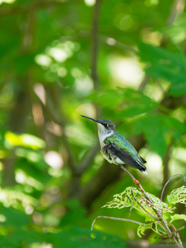 Colibri à gorge rubis - Ruby-throated Hummingbird -Archilocus colibris, Cimetière Mont-royal, Montréal, Qc