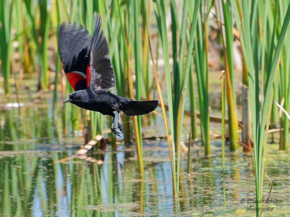 Carouge à épaulettes - Red-winged Blackbird - Agelaius Phoeniceus, Parc de la frayère, Boucherville, Qc