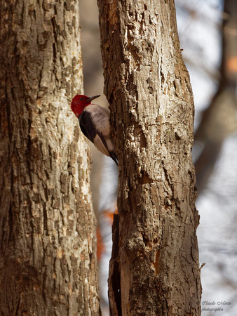 Pic à tête rouge - Red-headed Woodpecker - Melanerpes erythrocephalus, Île Saint-Bernard, Chateauguay, Qc