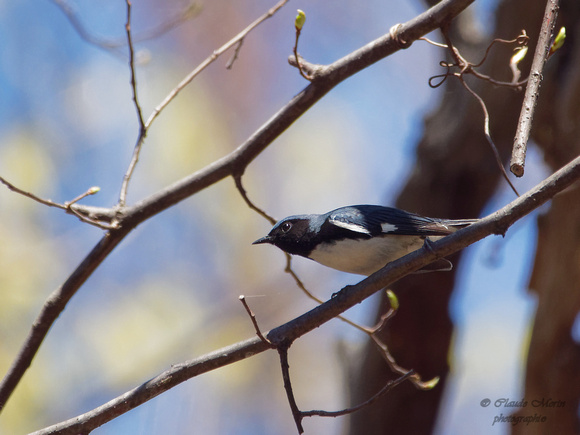 Paruline bleue - Black-throated Blue Warbler - Dendroica caerulescens, Île Saint-Bernard, Chateauguay, Qc