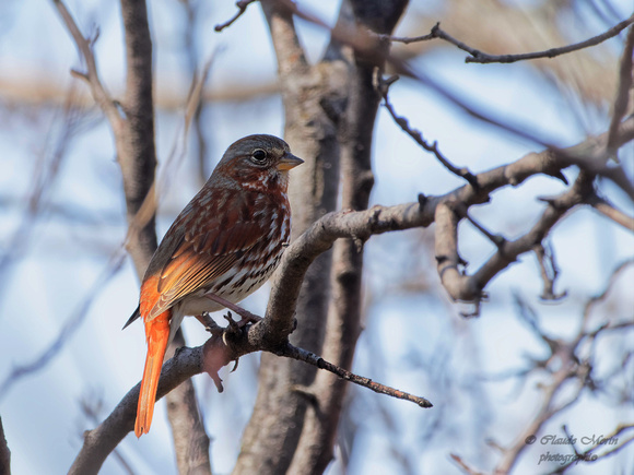 Bruant fauve - Fox Sparrow - Passerella iliaca, Cimetière Mont-Royal, Montréal, Qc