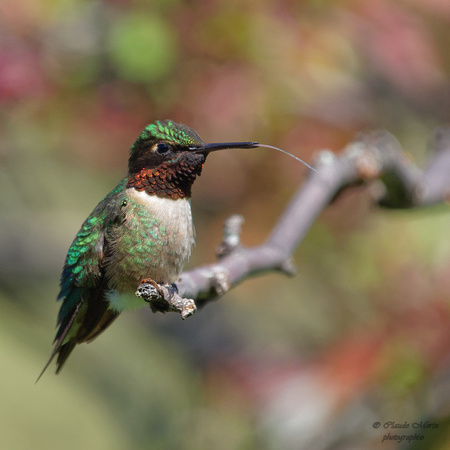 Colibri à gorge rubis - Ruby-throated Hummingbird -Archilocus colibris, Cimetière Mont-royal, Montréal, Qc