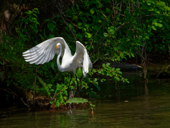 Grande aigrette - Great Egret - Ardea alba, Parc des rapides, Lasalle, Qc