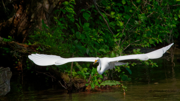 Grande aigrette - Great Egret - Ardea alba, Parc des rapides, Lasalle, Qc