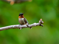 Colibri à gorge rubis - Ruby-throated Hummingbird -Archilocus colibris