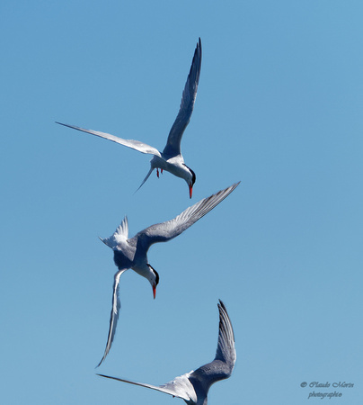 Sterne pierregarin - Common Tern - Sterna hirundo, Parc des rapides, Lasalle, Qc