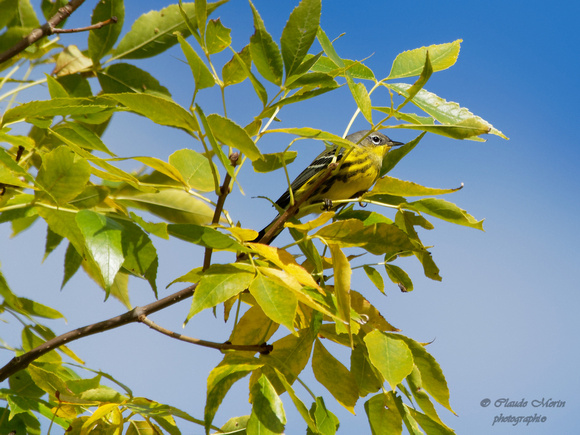 Paruline à tête cendrée - Magnolia Warbler - Dendroica magnolia, Cimetière Mont-Royal, Montréal, Qc