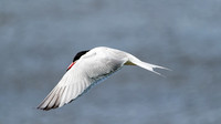 Sterne pierregarin 2022 - Common Tern 2022