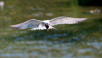 Sterne pierregarin 2023 - Common Tern 2023