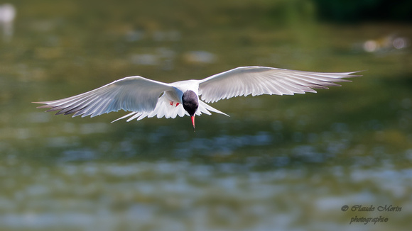Sterne pierregarin - Common Tern - Sterna hirundo, Parc des rapides, Lasalle Qc