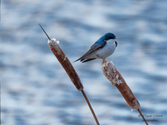 Hirondelle bicolore - Tree Swallow - Tachycineta bicolor, Parc nature de l'Île Bizard, Montréal, Qc