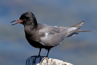 Guifette noire - Black Tern - Chilidonias niger
