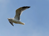 Goéland argenté - Herring Gull - Larus argentatus