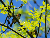 Paruline flamboyante - American Redstart - Setophaga ruticilla, Parc de la frayère, Boucherville, Qc