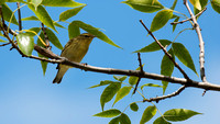 Paruline rayée - Blackpoll Warbler - Dendroica striata, Cimetière Mont-Royal, Montréal, Qc