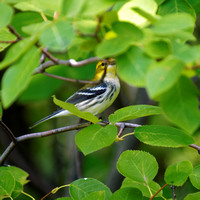Paruline à gorge noire - Black-throated Green Warbler - Dendroica virens, Cimetière Mont-Royal, Montréal, Qc