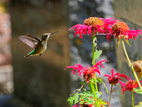 Colibri à gorge rubis 2021 - Ruby-throated Hummingbird 2021
