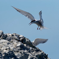 Sterne pierregarin - Common Tern - Sterna hirundo, Lac Saint-Pierre, Qc