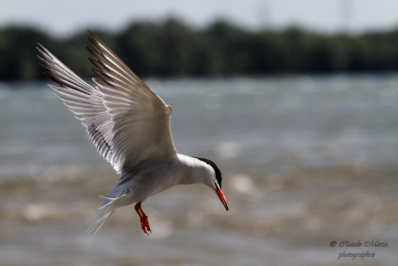 Sterne pierregarin - Common Tern - Sterna hirundo, Parc des rapides, Lasalle, Qc