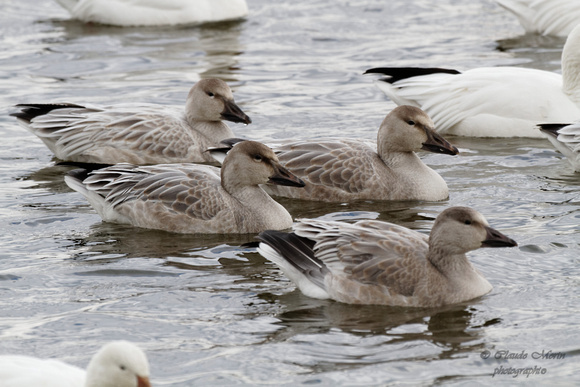 Oie des neiges (immature) - Snow Goose (juvenile) - Chen caerulescens, Réservoir Beaudet, Victoriaville, Qc