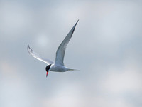 Sterne pierregarin 2021 - Common Tern 2021