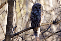 Chouette rayée - Barred Owl - Strix varia